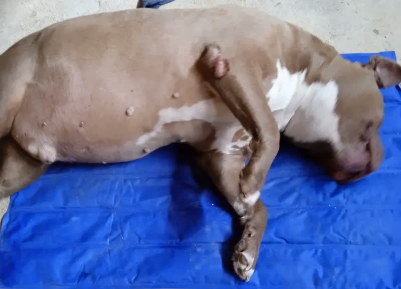 foto de Chalesco Tapete Cama Cachorro Gelado Grande Cor Azul