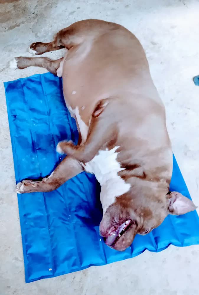 foto de Chalesco Tapete Cama Cachorro Gelado Grande Cor Azul