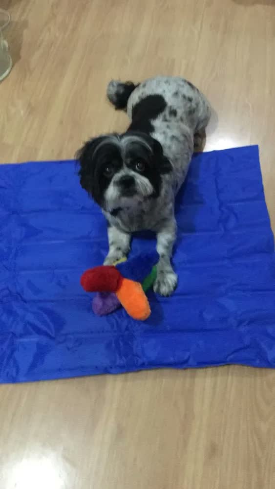 foto de Chalesco Tapete Cama Cachorro Gelado Grande Cor Azul