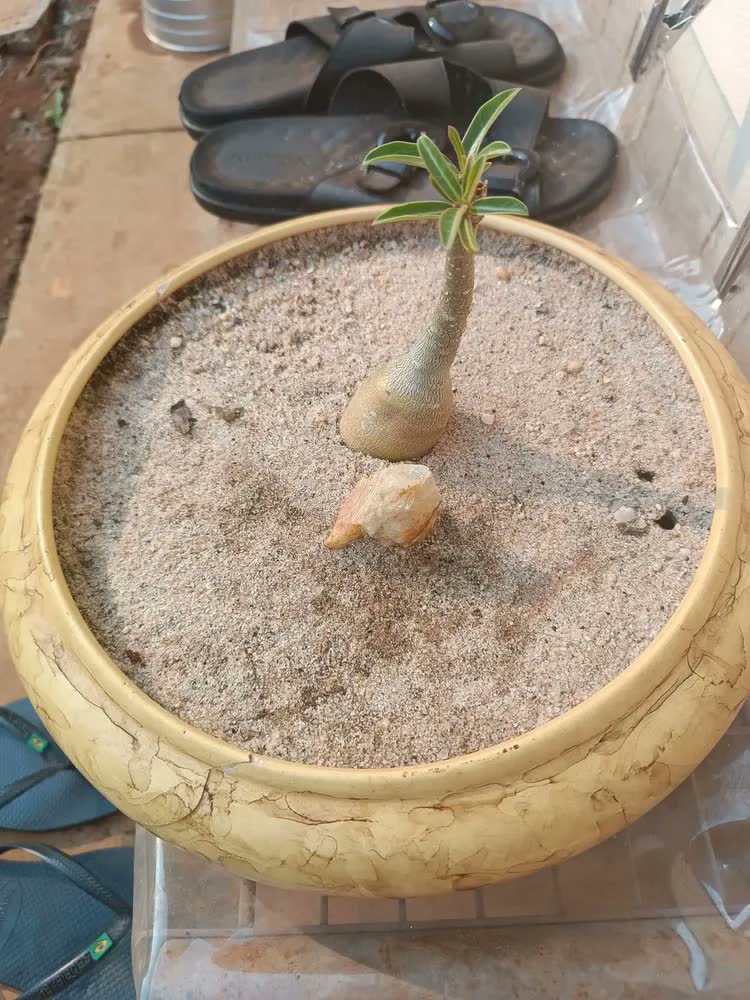 foto de Ikebana Vaso Decorativo Sala Cachepot Planta Ceramica Cores