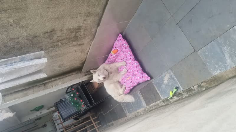 foto de Cama Pet Grande Lavável 120x80 Colchonete Cachorro Patas Fiéis