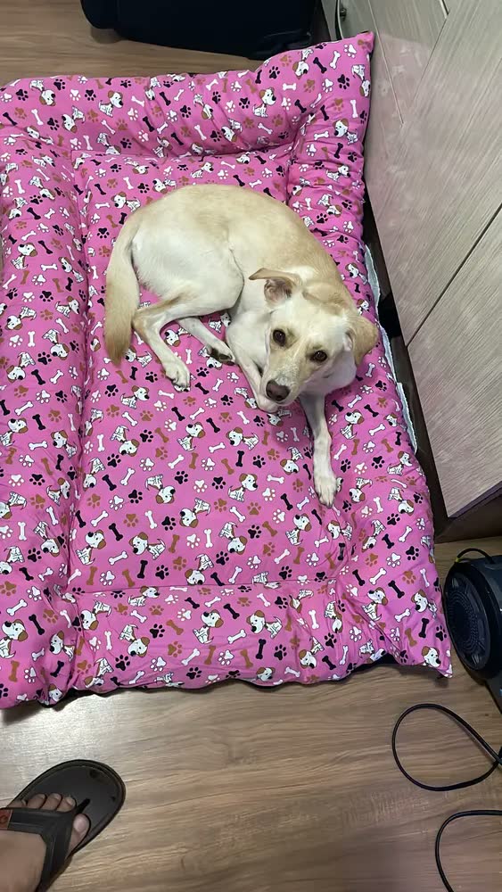 foto de Cama Pet Grande Lavável 120x80 Colchonete Cachorro Patas Fiéis