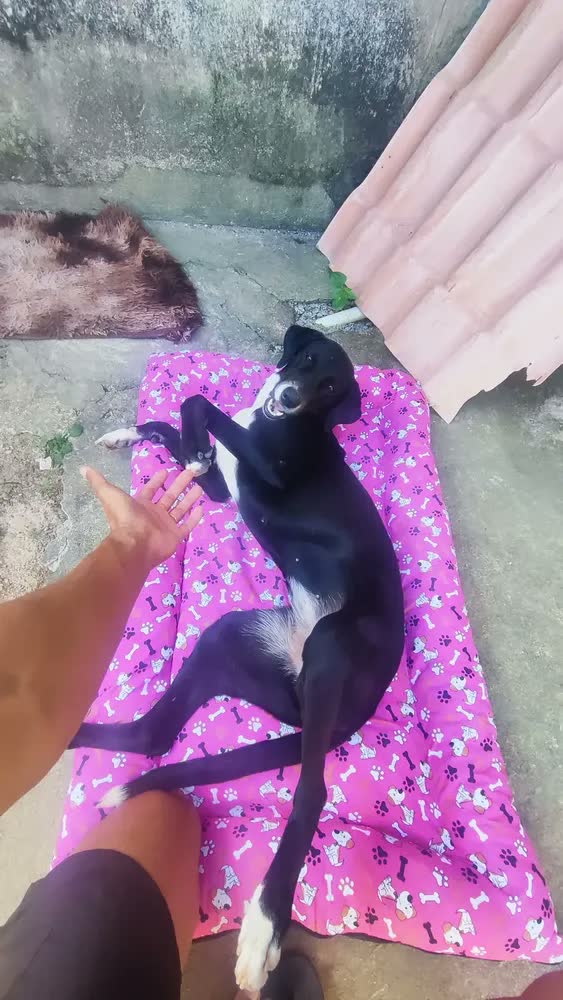 foto de Cama Pet Grande Lavável 120x80 Colchonete Cachorro Patas Fiéis