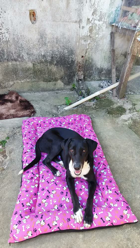 foto de Cama Pet Grande Lavável 120x80 Colchonete Cachorro Patas Fiéis