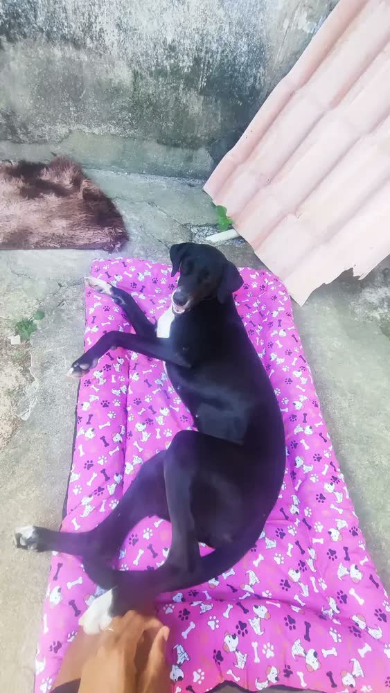 foto de Cama Pet Grande Lavável 120x80 Colchonete Cachorro Patas Fiéis