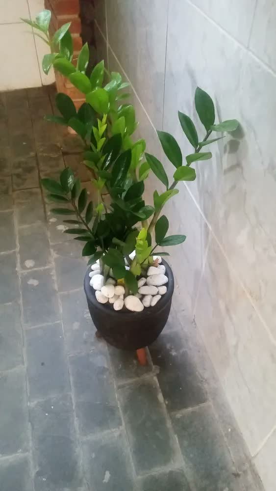 foto de Vaso Plantas Chão Tripé Madeira 30cm Polietileno Bege 7l