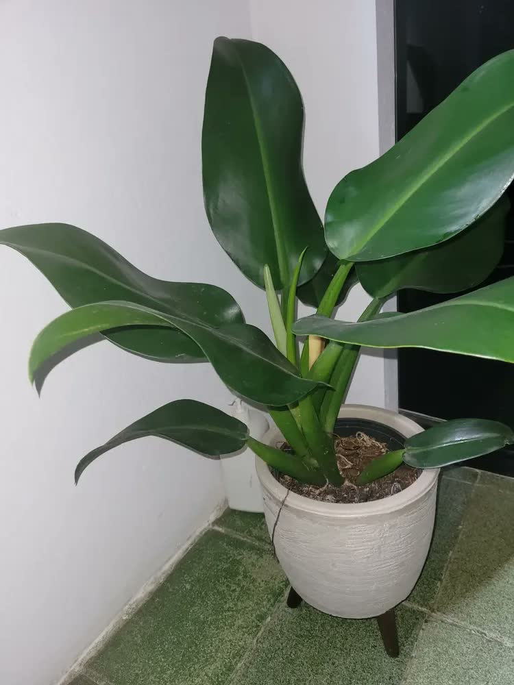 foto de Vaso Plantas Chão Tripé Madeira 30cm Polietileno Bege 7l