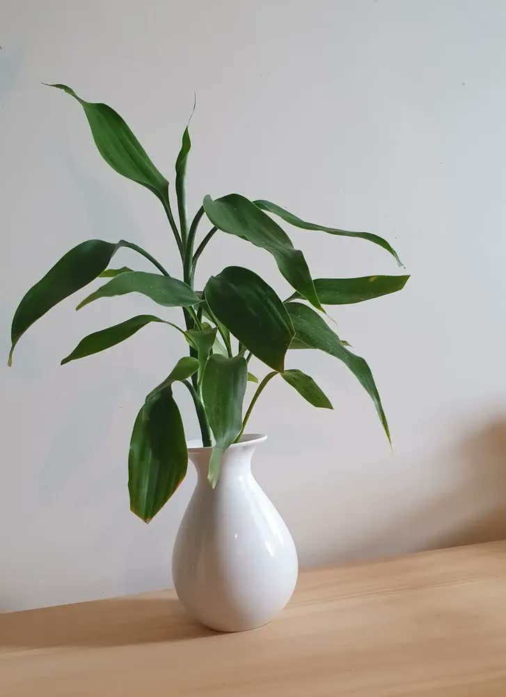 foto de Vaso Decorativo Porcelana Decoração Sala Mesa 13,5cm 2°linha Cor Branco Liso