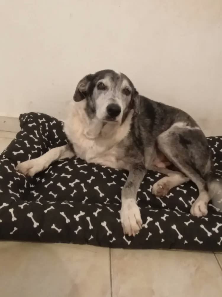 foto de Colchonete Cachorro GG 120x80 Lavável Preto - Patas Fiéis