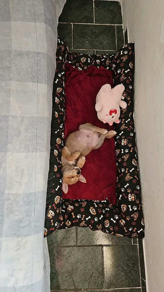 foto de Colchonete Cachorro GG 120x80 Lavável Preto - Patas Fiéis