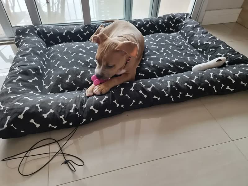foto de Colchonete Cachorro GG 120x80 Lavável Preto - Patas Fiéis