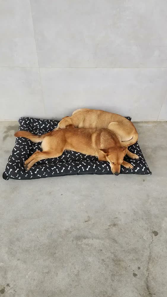 foto de Colchonete Cachorro GG 120x80 Lavável Preto - Patas Fiéis