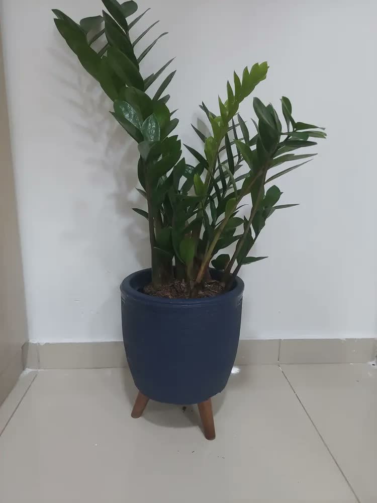 foto de Vaso Plantas Chão Tripé Madeira 30cm Polietileno Marrom 7L
