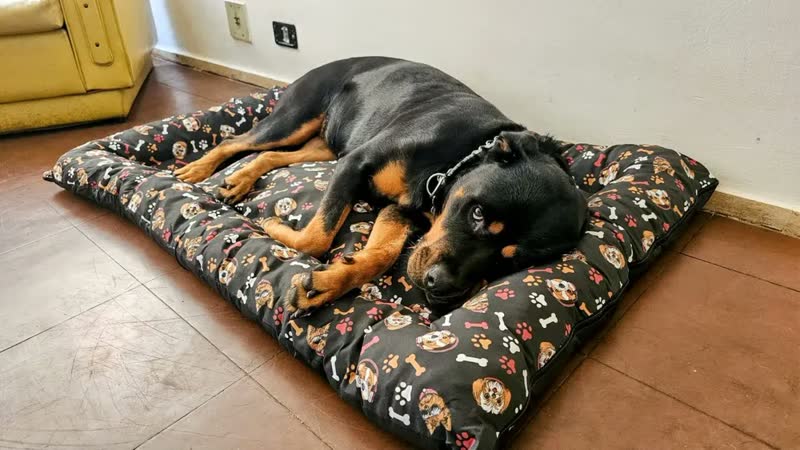 foto de Colchao Cachorro Cama Pet Grande Ex 120x80 Lavável C/ Cor Azul