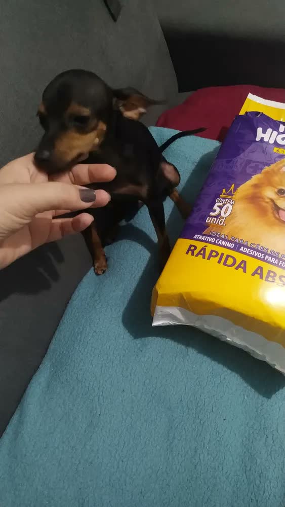 foto de Tapete Higienico Espaço De Bicho 50 Unidades