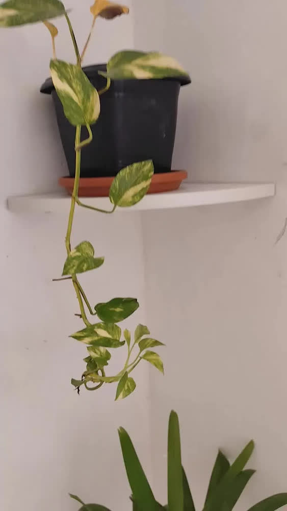 foto de Prateleira Quina / Canto De 25 Cm Branco