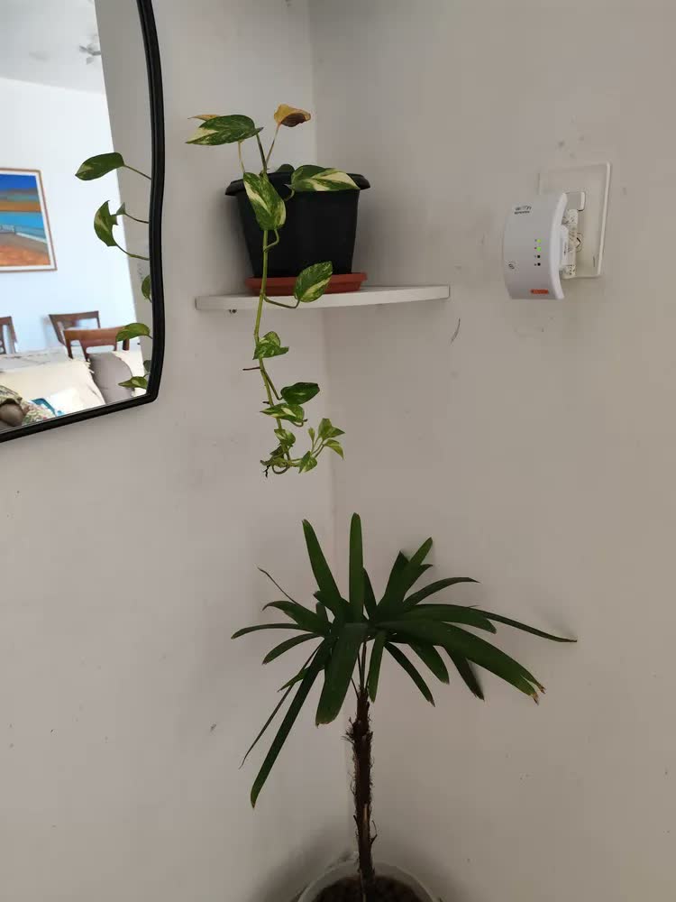 foto de Prateleira Quina / Canto De 25 Cm Branco
