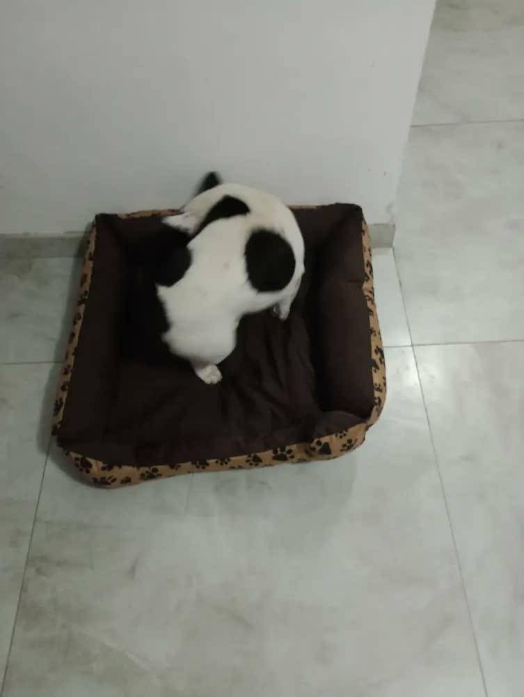 foto de Cama cachorro grande porte Border Collie Bulldog Inglês raças com até 28 kg Gv Enxovais Azul Marinho 70x80cm Desmontável e Lavável