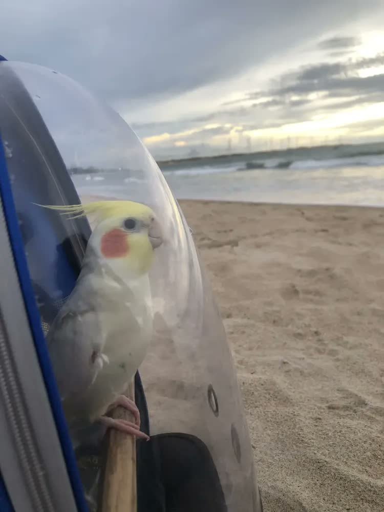 foto de Mochila Pet Deko Visão 360 Cinza Transporte Gato Cão