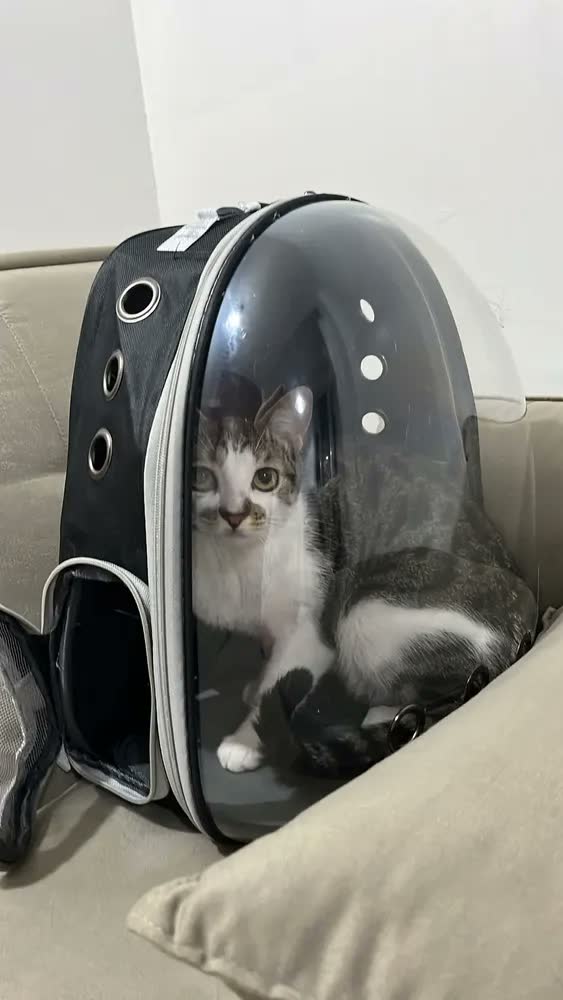 foto de Mochila Pet Deko Visão 360 Cinza Transporte Gato Cão