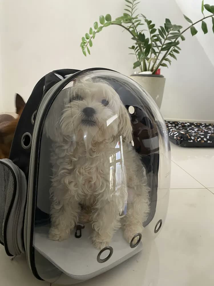 foto de Mochila Pet Deko Visão 360 Cinza Transporte Gato Cão