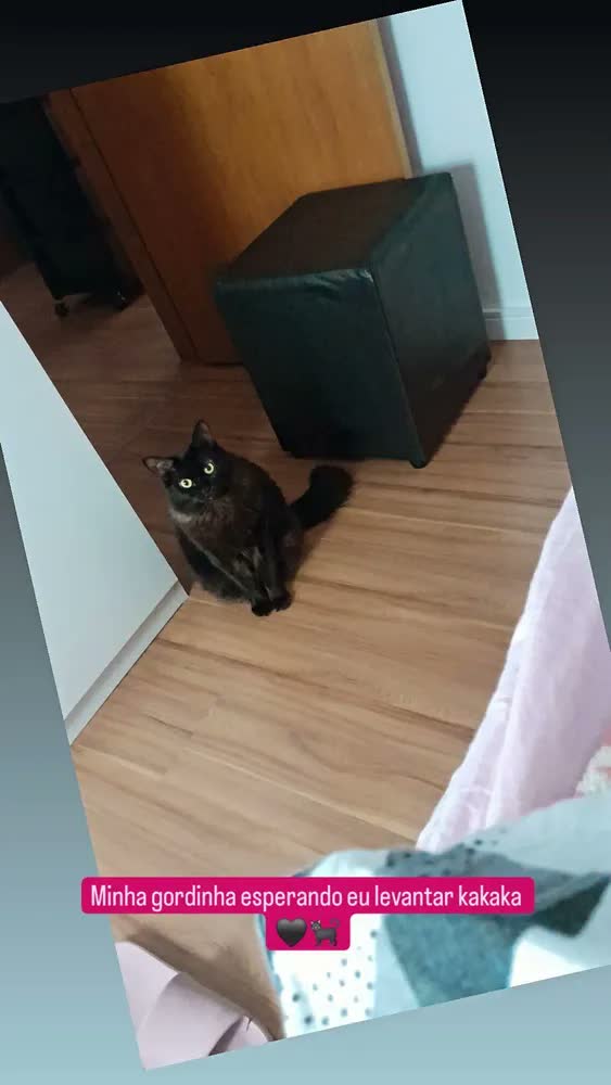 foto de Kit 4 Quadros de Gatos Decorativos para Quarto de Criança