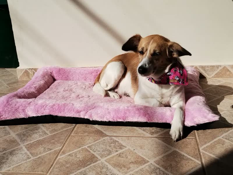 foto de Cama Colchonete Pet Para Cachorro G Com Colchão Impermeável
