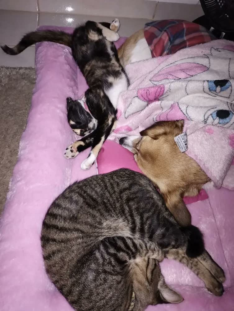 foto de Cama Colchonete Pet Para Cachorro G Com Colchão Impermeável