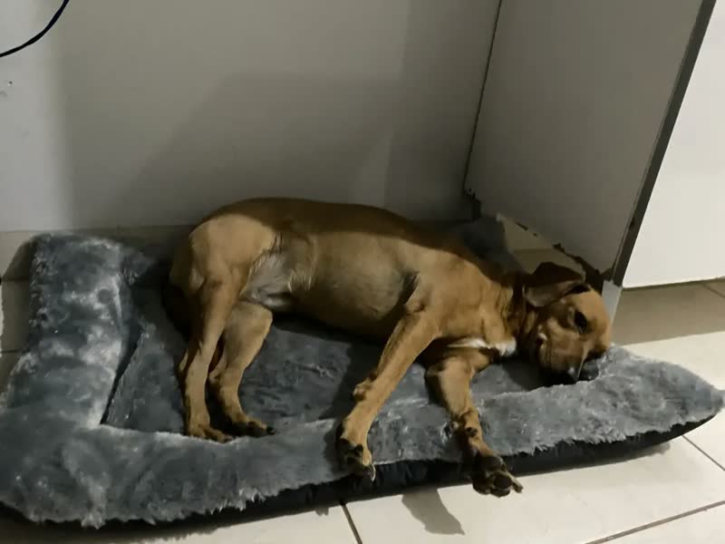 foto de Cama Colchonete Pet Para Cachorro G Com Colchão Impermeável