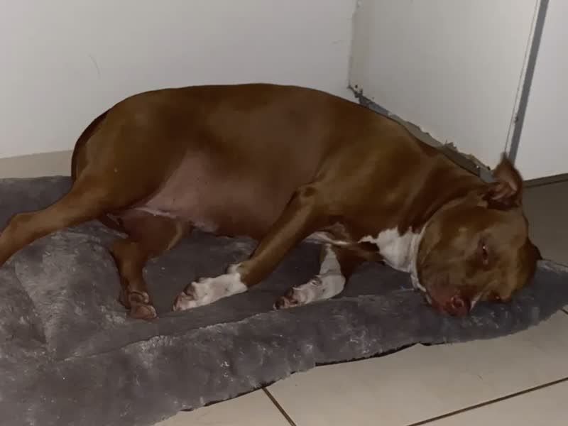 foto de Cama Colchonete Pet Para Cachorro G Com Colchão Impermeável