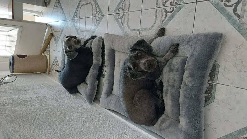 foto de Cama Colchonete Pet Para Cachorro G Com Colchão Impermeável