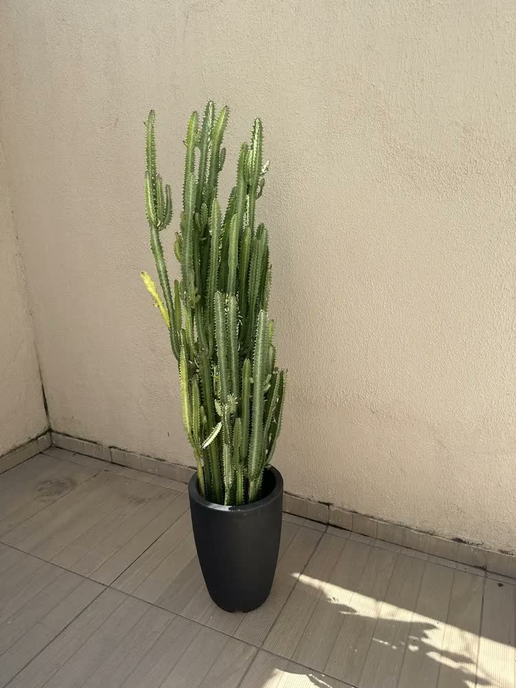 foto de Vaso Grande Para Plantas Cone Grafiato Luxo Escovado Jardim