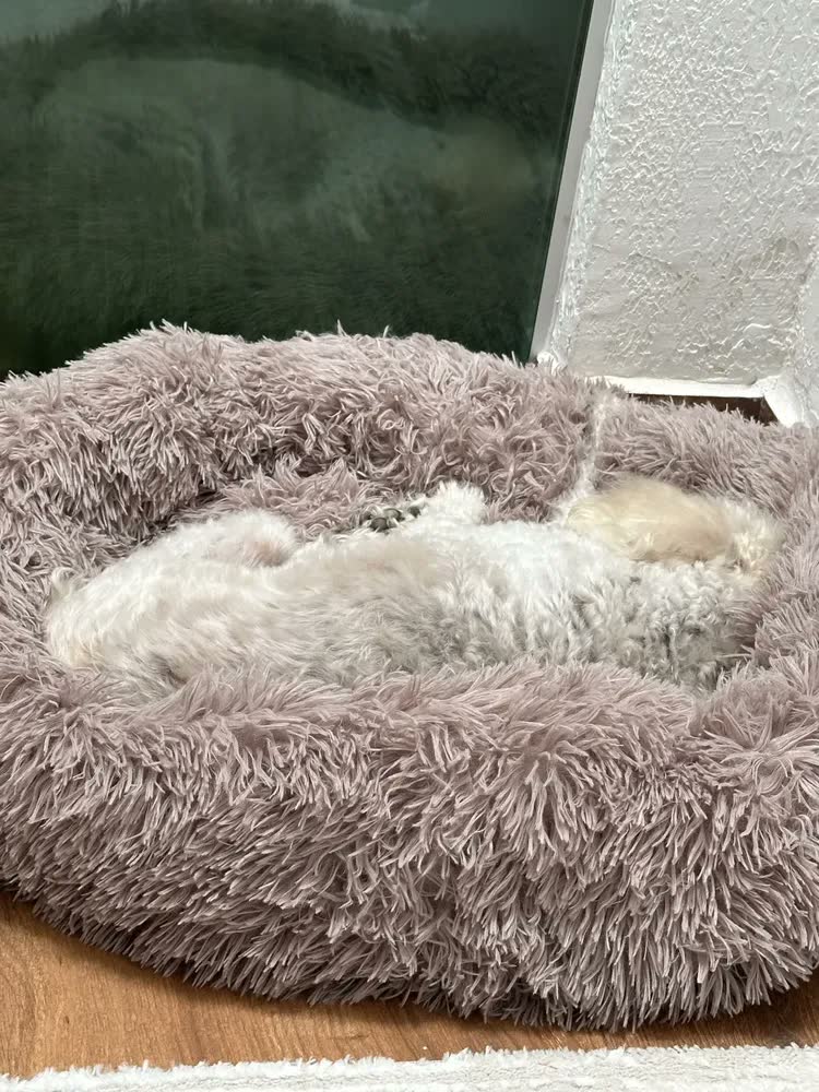 foto de Cama Nuvem Pet Luxo Redonda Pelúcia 80cm Caminha G Cães