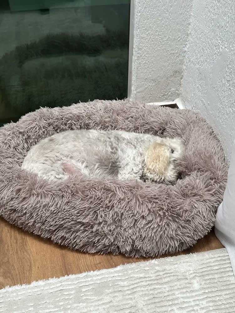 foto de Cama Nuvem Pet Luxo Redonda Pelúcia 80cm Caminha G Cães