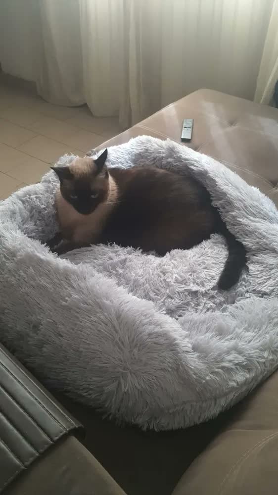 foto de Cama Nuvem Pet Luxo Redonda Pelúcia 80cm Caminha G Cães