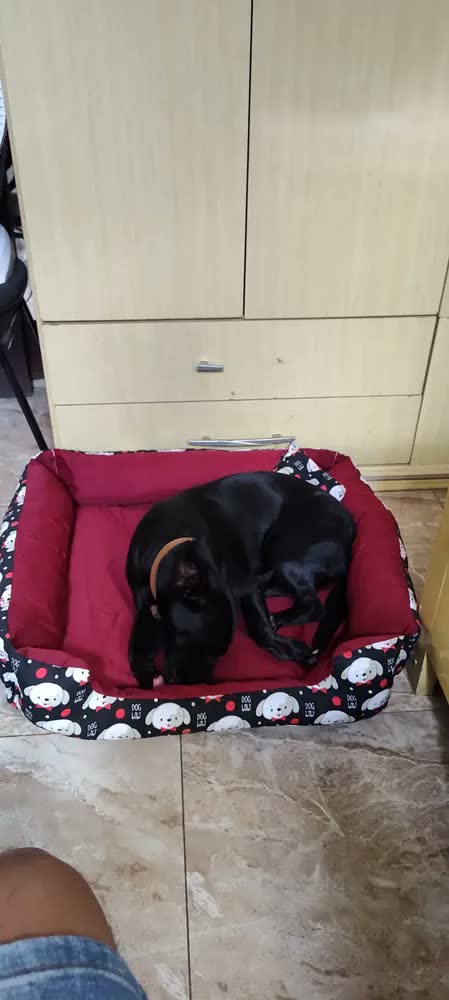 foto de Cama Para Cachorro Grande 70x70 Azul-marinho Gv Enxovais Com Zíper