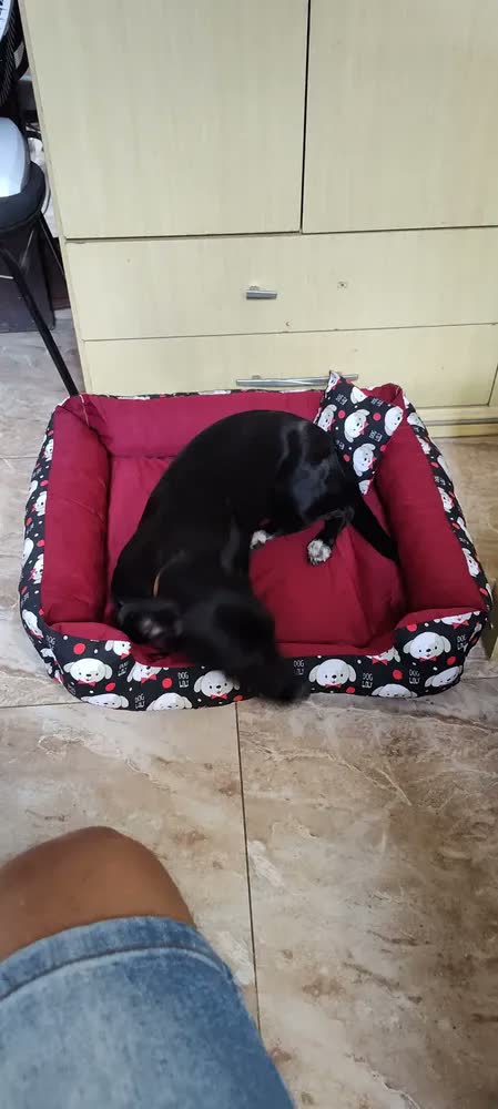 foto de Cama Para Cachorro Grande 70x70 Azul-marinho Gv Enxovais Com Zíper