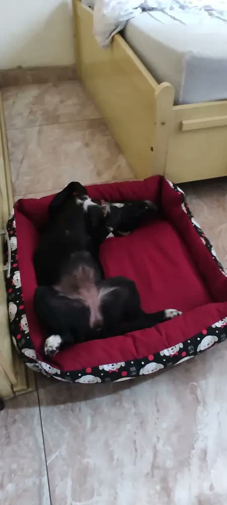 foto de Cama Para Cachorro Grande 70x70 Azul-marinho Gv Enxovais Com Zíper