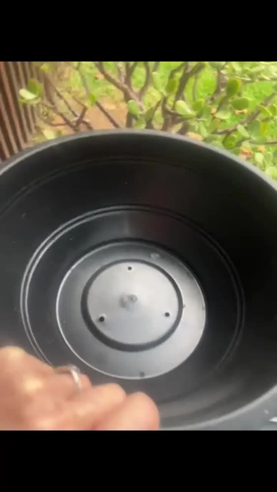 foto de 3 Vasos Cuia Grandes Pretos 31cm,6,6l Para Rosa Do Deserto.