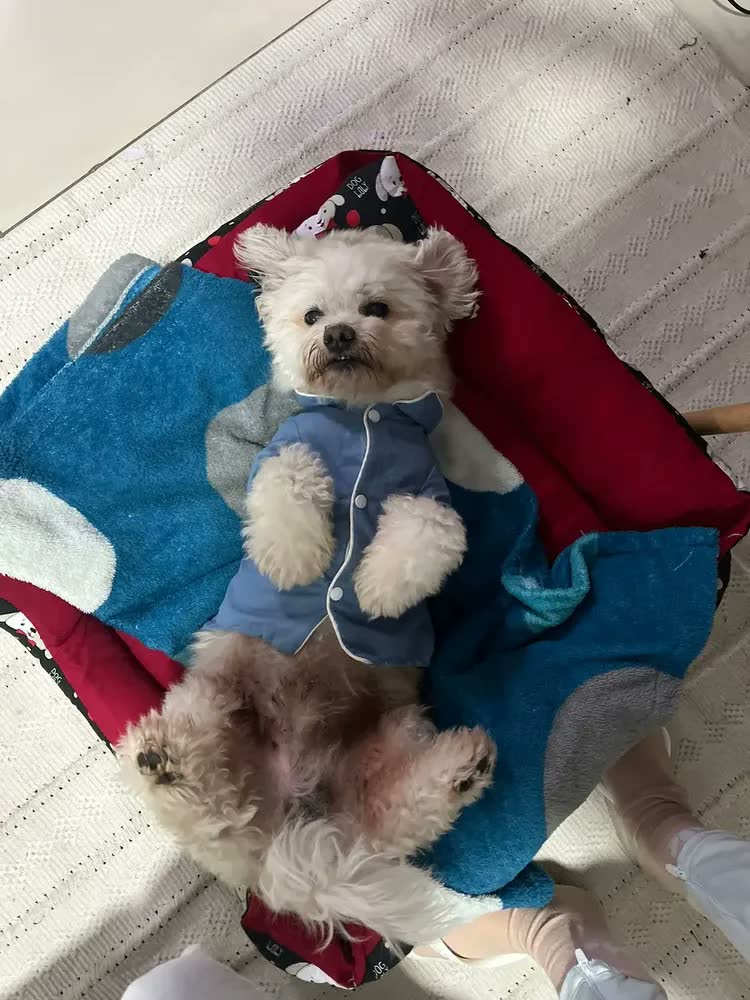 foto de Kit Caminha Berço para Cachorro e Gato Média 60x60cm Marrom Coroa Lavável