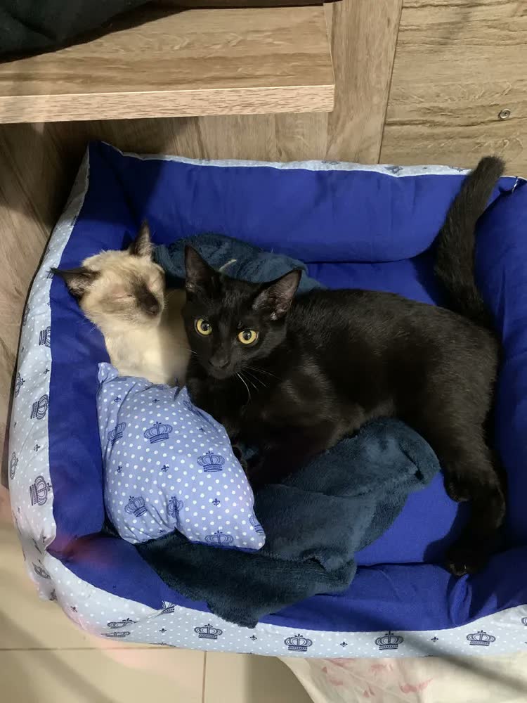 foto de Kit Caminha Berço para Cachorro e Gato Média 60x60cm Marrom Coroa Lavável