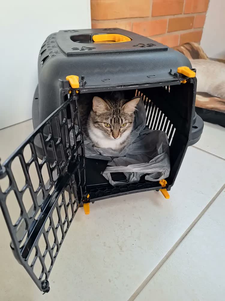 foto de Caixa De Transporte Cachorro Gato Coelho N1 Pequeno Porte