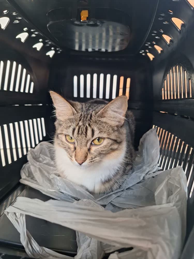 foto de Caixa De Transporte Cachorro Gato Coelho N1 Pequeno Porte