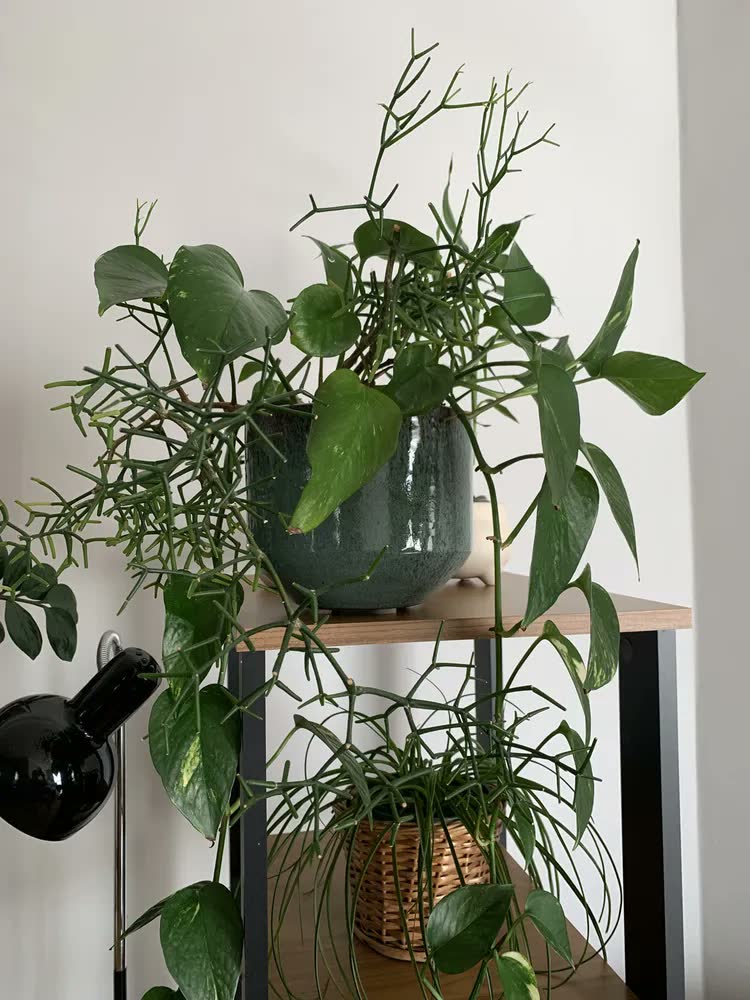 foto de Vaso Cachepot P/ Plantas Cerâmica Esmaltado - Eugenia N.2