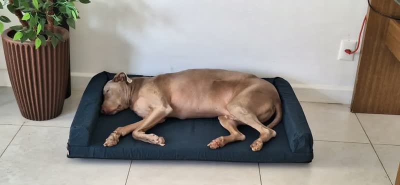 foto de Cama Pet Para Cachorro Grande 120x80 Resistente Impermeável