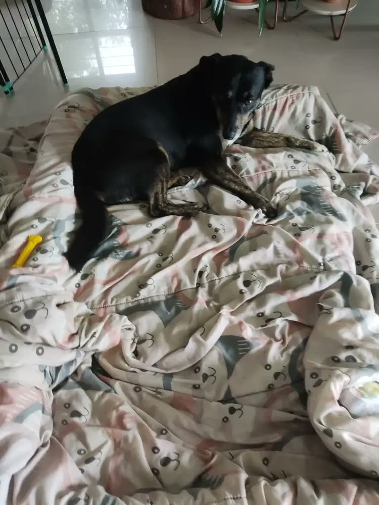 foto de Cama Pet Para Cachorro Grande 120x80 Resistente Impermeável