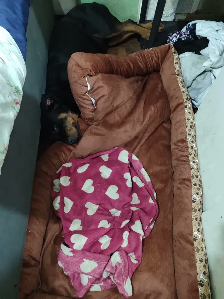 foto de Cama Pet Confortável Xg Extra Grande 100% Algodão