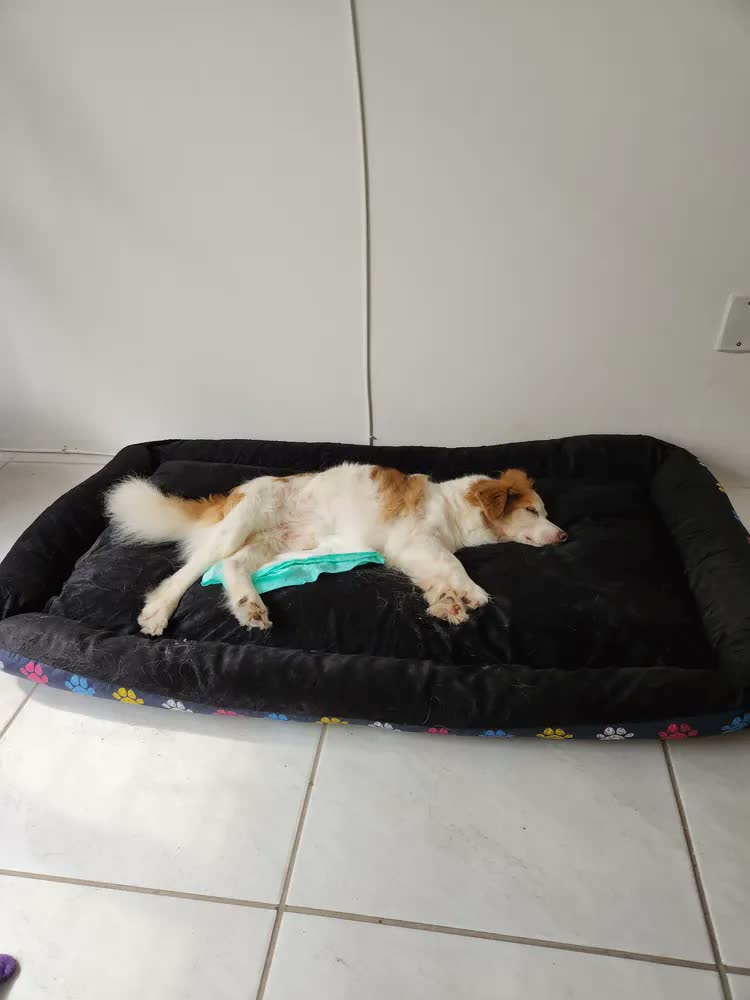 foto de Cama Pet Confortável Xg Extra Grande 100% Algodão