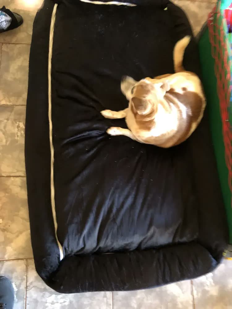 foto de Cama Pet Confortável Xg Extra Grande 100% Algodão