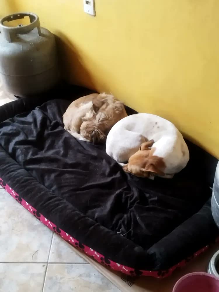 foto de Cama Pet Confortável Xg Extra Grande 100% Algodão